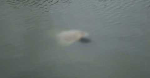 হবিগঞ্জে পানিতে ডুবে দুই বোনের মৃত্যু