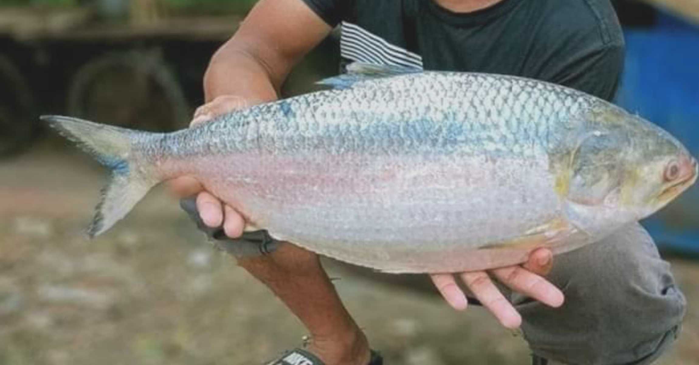 অবশেষে দুর্গাপূজা উপলক্ষে ভারতে যাবে তিন হাজার টন ইলিশ