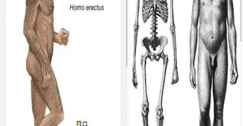 Ancient Discovery: অন্ধ্রপ্রদেশের আবিষ্কার, মানব সভ্যতার ইতিহাস পাল্টে দিল।